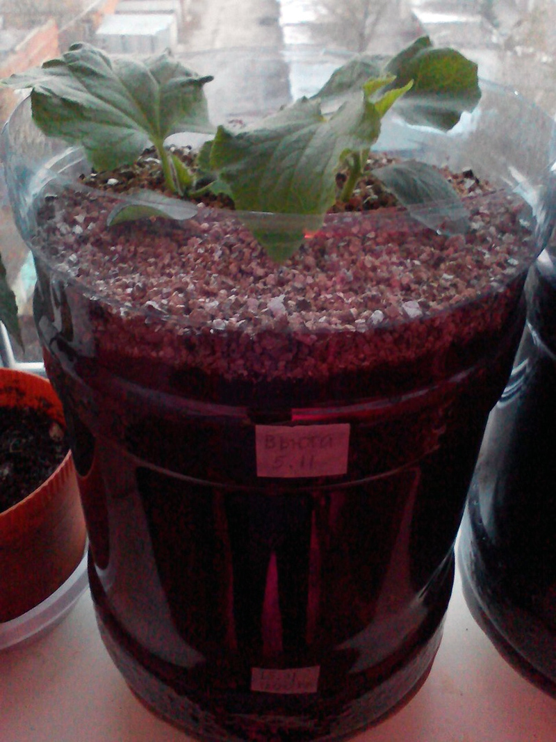 Cucumbers for the New Year. - My, Cucumbers, Vegetable garden on the windowsill, Hydroponics, Longpost