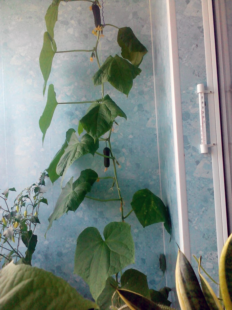 Cucumbers for the New Year. - My, Cucumbers, Vegetable garden on the windowsill, Hydroponics, Longpost