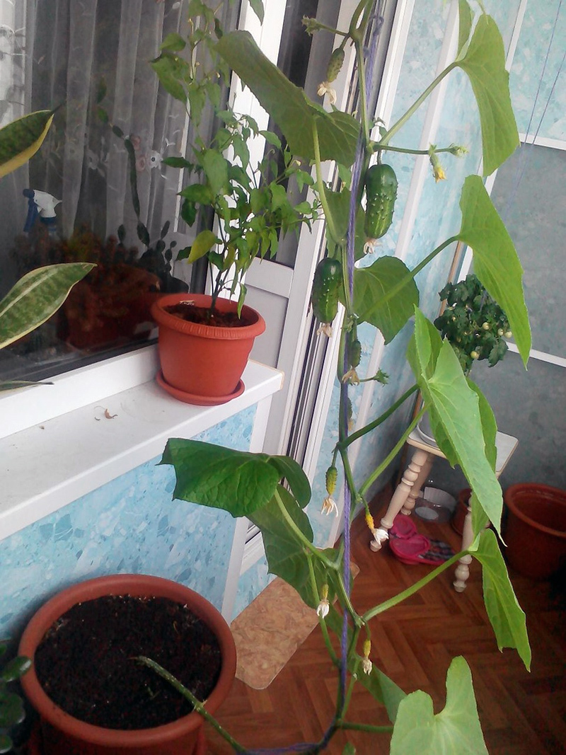 Cucumbers for the New Year. - My, Cucumbers, Vegetable garden on the windowsill, Hydroponics, Longpost