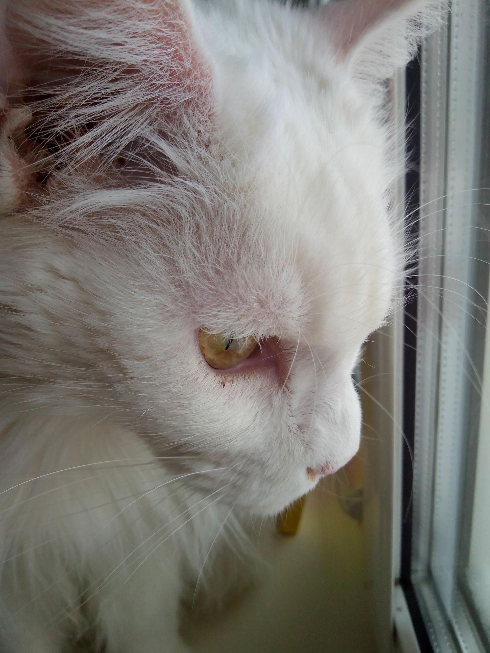 thoughtful lady - My, Pensiveness, Maine Coon, Milota, beauty, cat