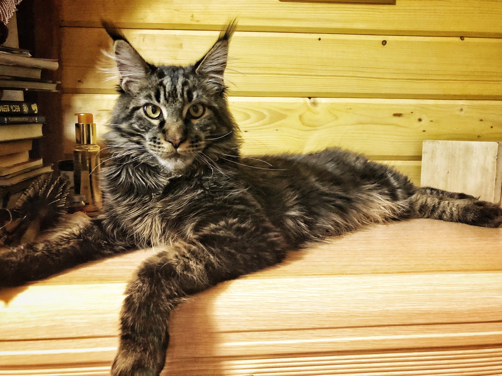 In a wave of posts about them - My, Maine Coon, Handsome men, Trend, Longpost, cat