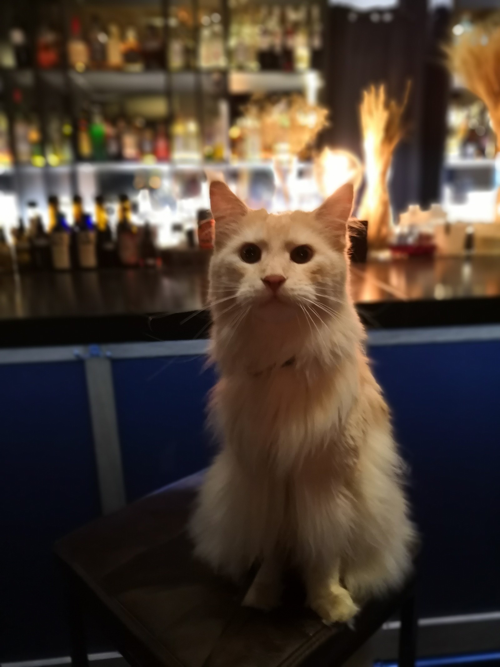 A cat named Jim Beam - cat, Maine Coon, Catomafia, Jim Beam, Longpost