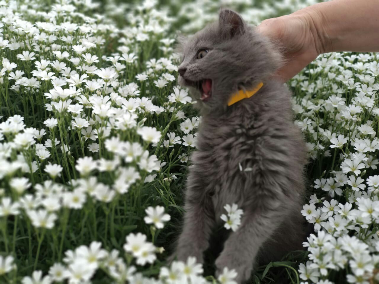 В память о теплых деньках - Моё, Кот, Котомафия, Деревня, Лето, Пушистые, Пушистый, Длиннопост