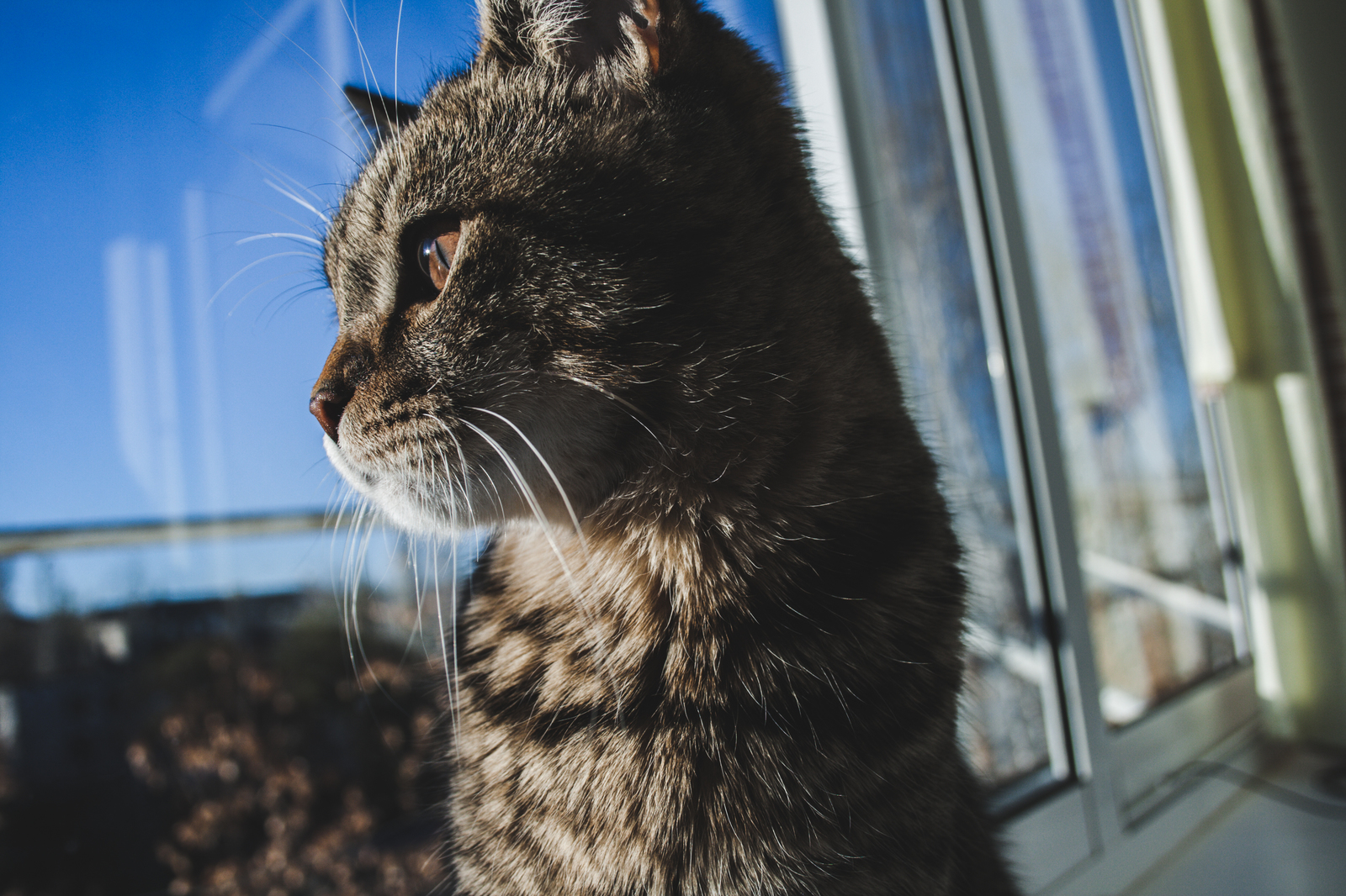 Kotey - My, Beginning photographer, I want criticism, cat, Longpost