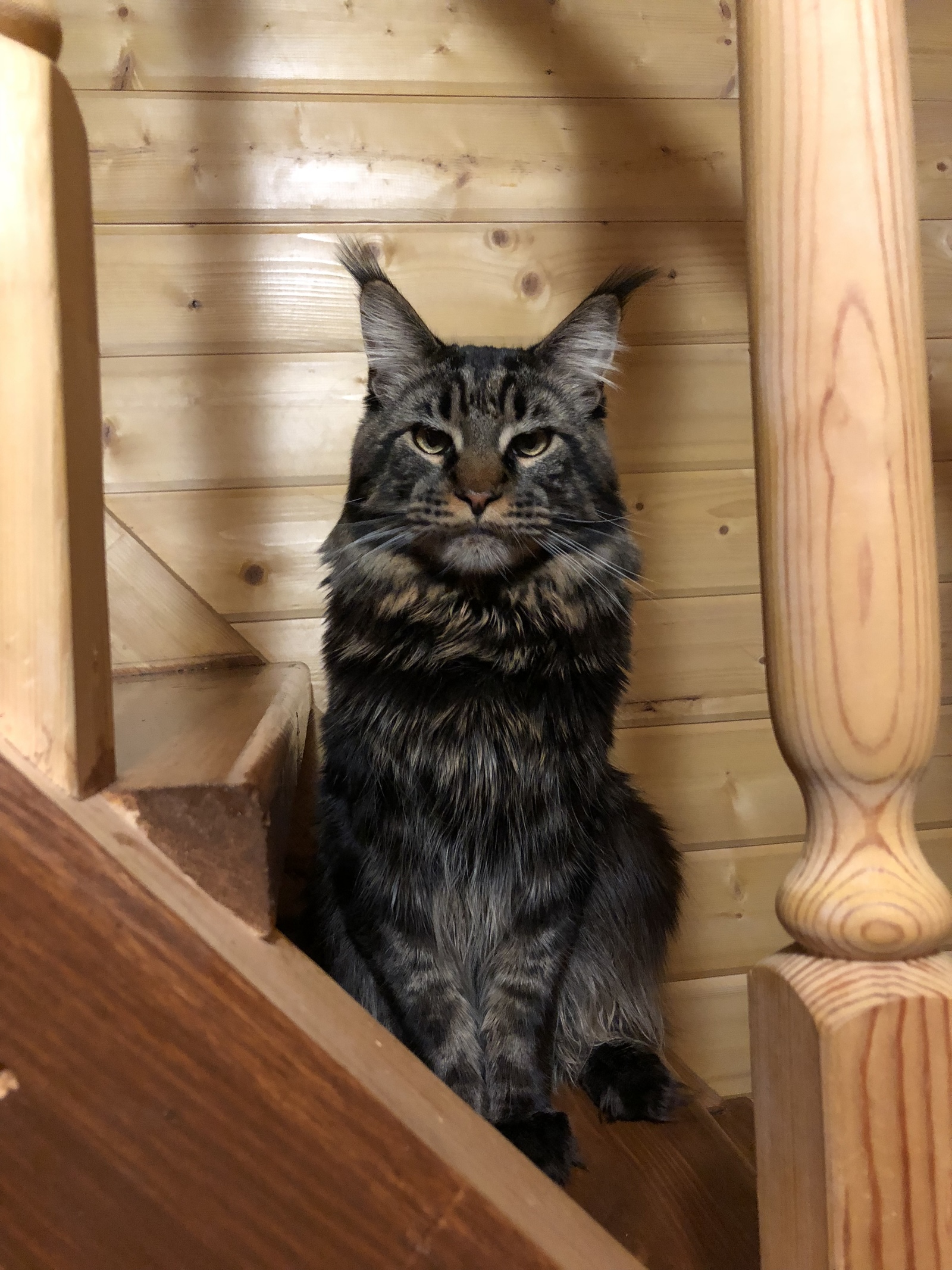 Again he - My, Maine Coon, cat, Trend, Handsome men, Longpost