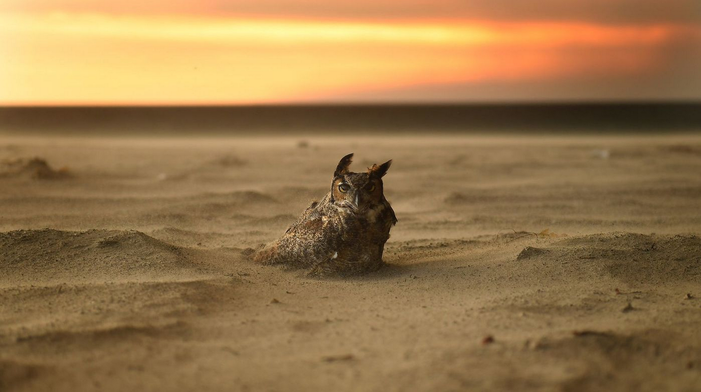 Sand Ghost. - The photo, Owl, beauty