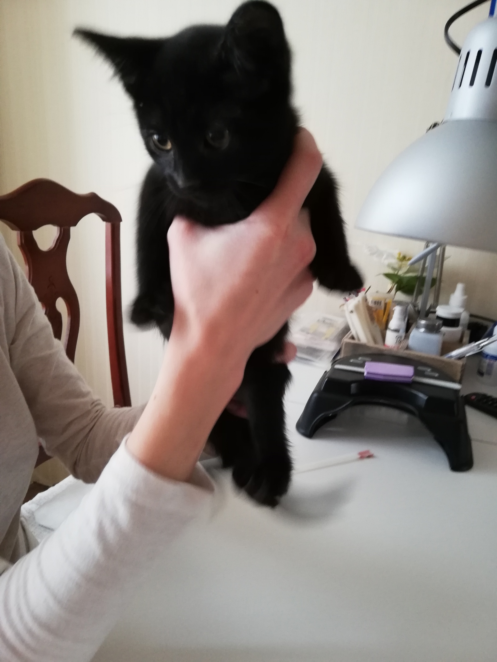 Three kittens out of the box!!! - My, Kittens, In good hands, Help, Longpost, cat, Moscow, Zelenograd, Moscow region, No rating, Helping animals