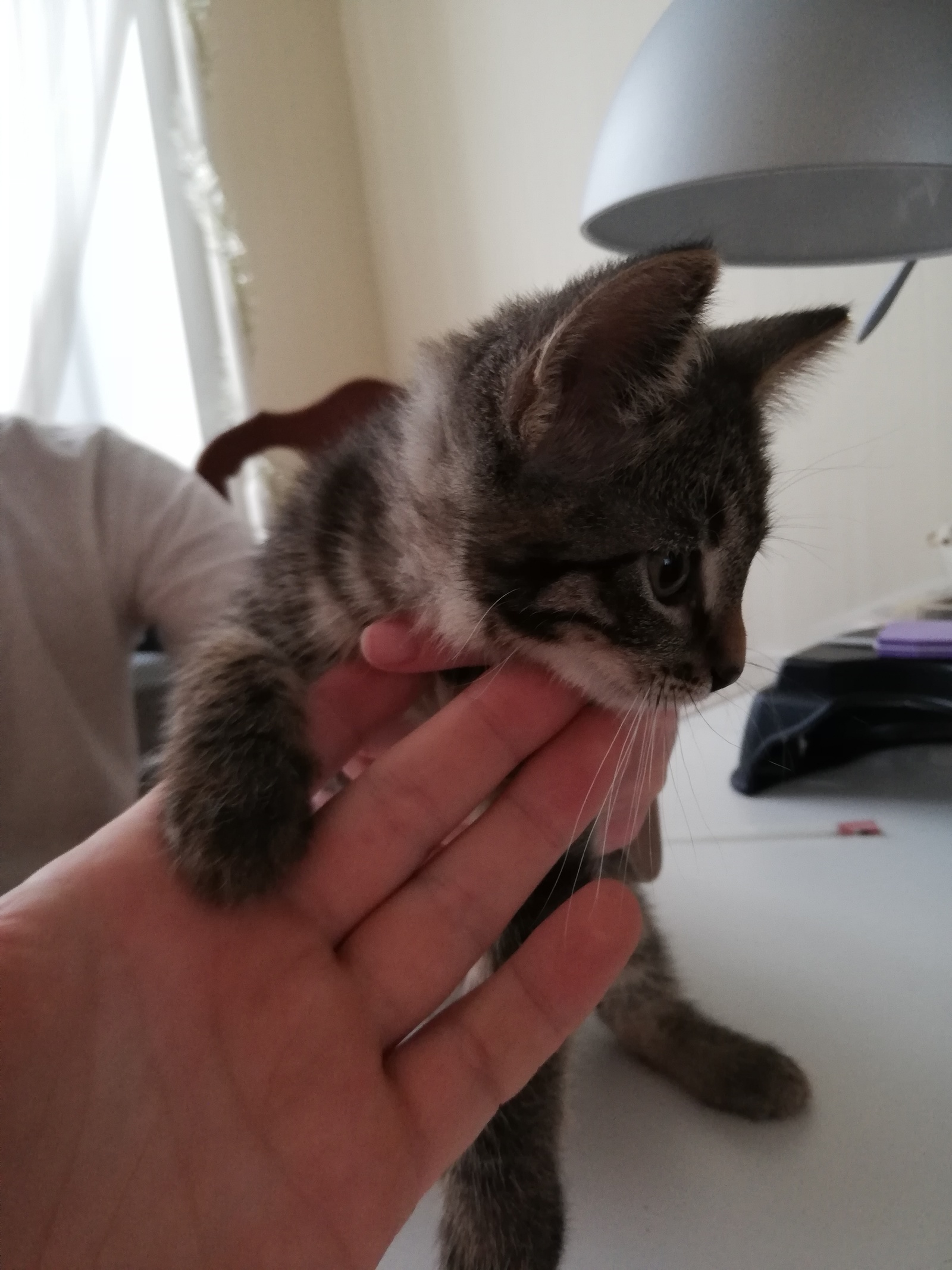 Three kittens out of the box!!! - My, Kittens, In good hands, Help, Longpost, cat, Moscow, Zelenograd, Moscow region, No rating, Helping animals