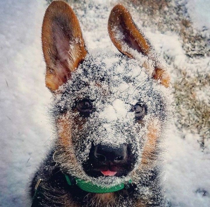 Good boy saw snow for the first time - Dog, German Shepherd, Snow, The photo, Animals