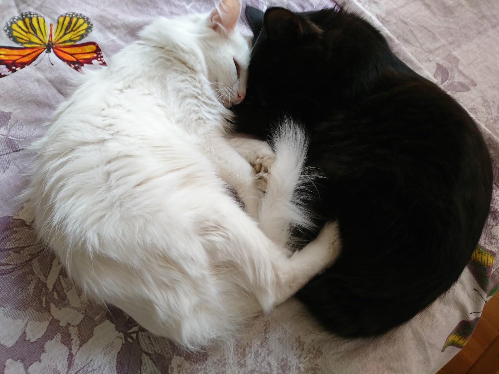 Mom and daughter - My, Black, White, cat, Catomafia