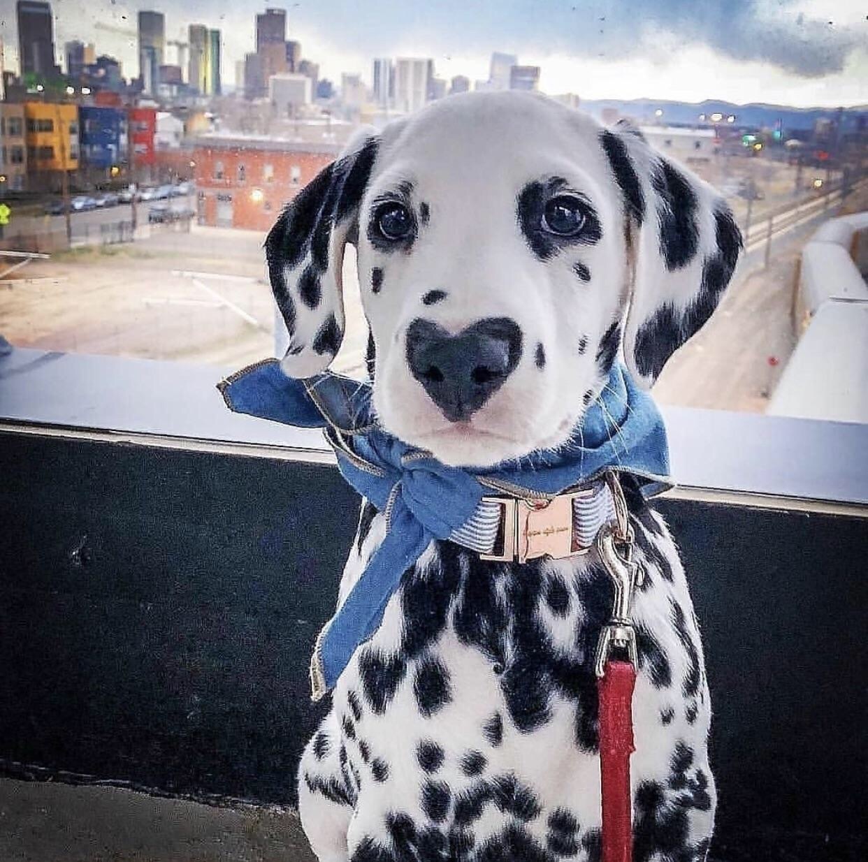 Heart shaped nose - Dog, Milota, Heart, Dalmatian, Reddit, Animals