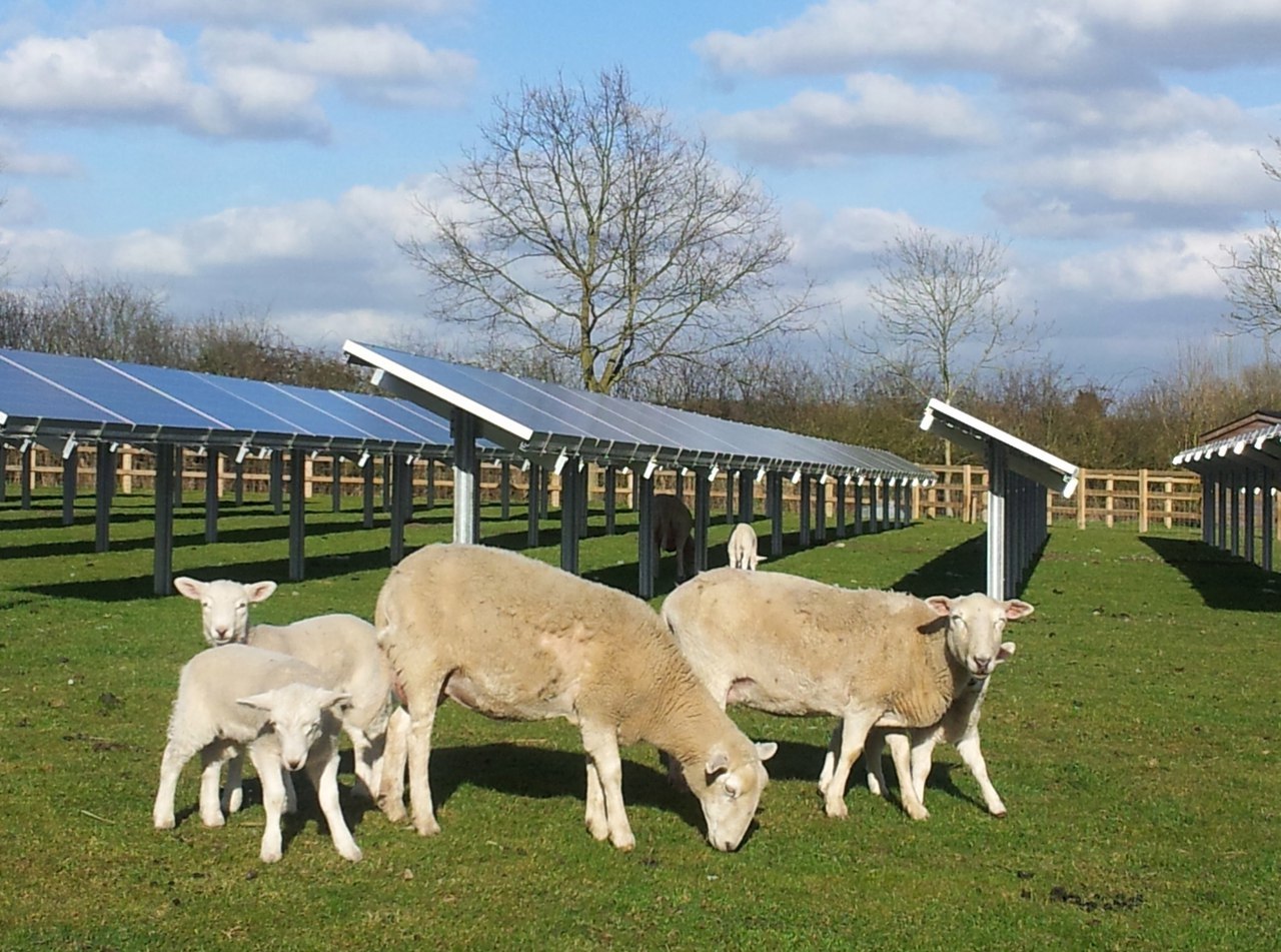 Solar panel and sheep - Ecology, Solar energy, Sheeps, Symbiosis, Ecosphere, Longpost, Solar Power Plant, Power station