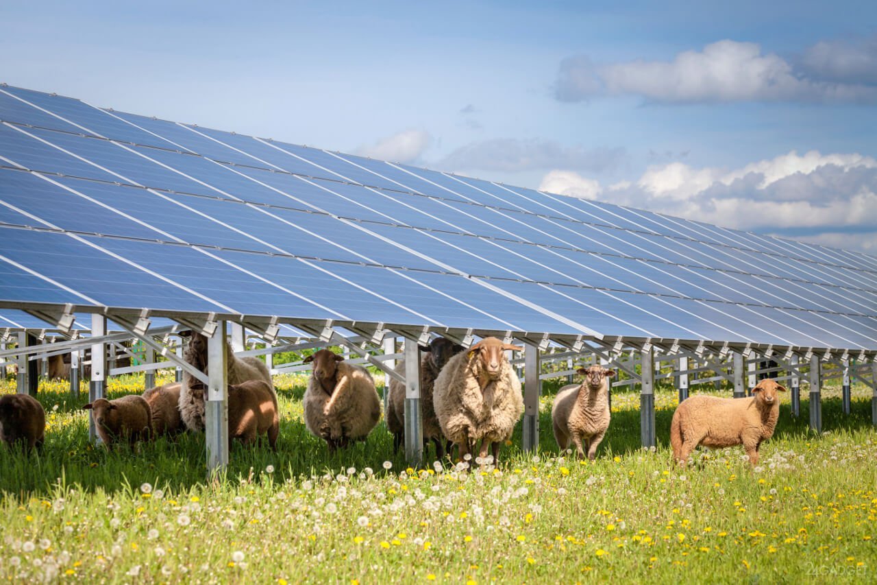 Solar panel and sheep - Ecology, Solar energy, Sheeps, Symbiosis, Ecosphere, Longpost, Solar Power Plant, Power station