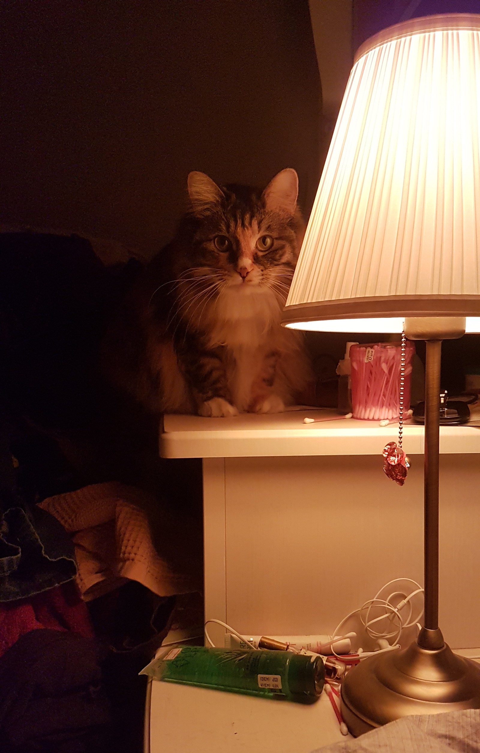 My cat lamp - My, Cat with lamp, cat, Лампа, Animals, Pets
