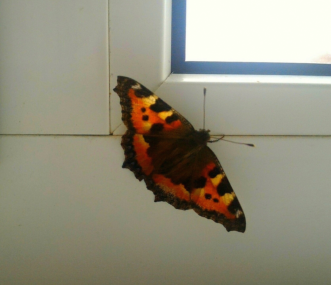 SUMMER in November. - My, Butterfly, No filters, Longpost