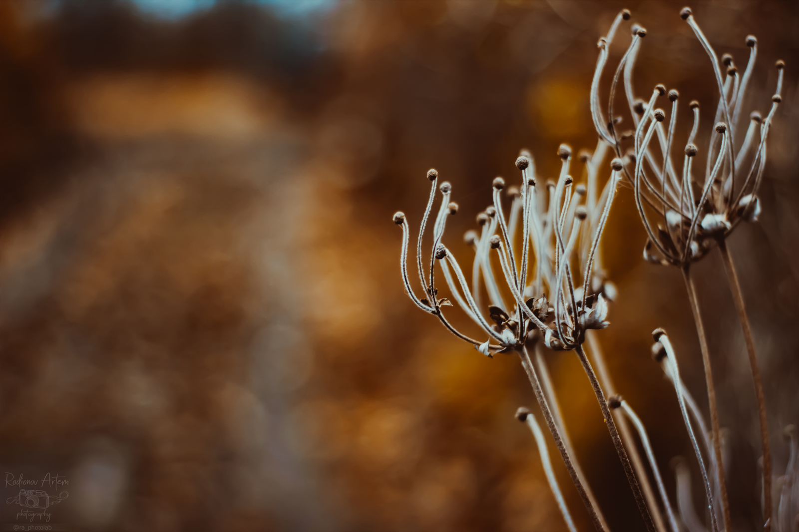 Отпусти меня, полтинник ... - Моё, Длиннопост, Природа, 50mm