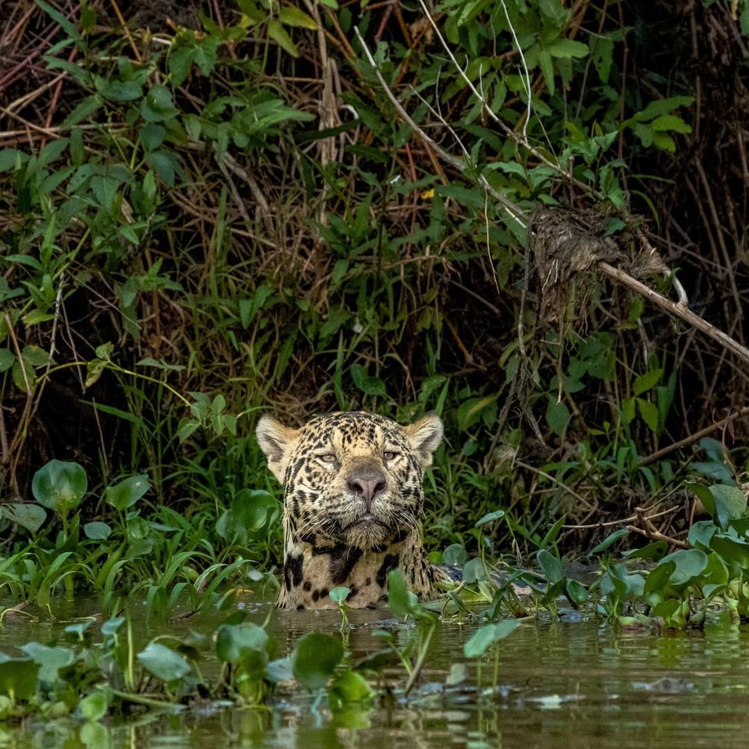 Jaguar in the water. - Jaguar, Brazil, From the network, Big cats, Cat family, Animals