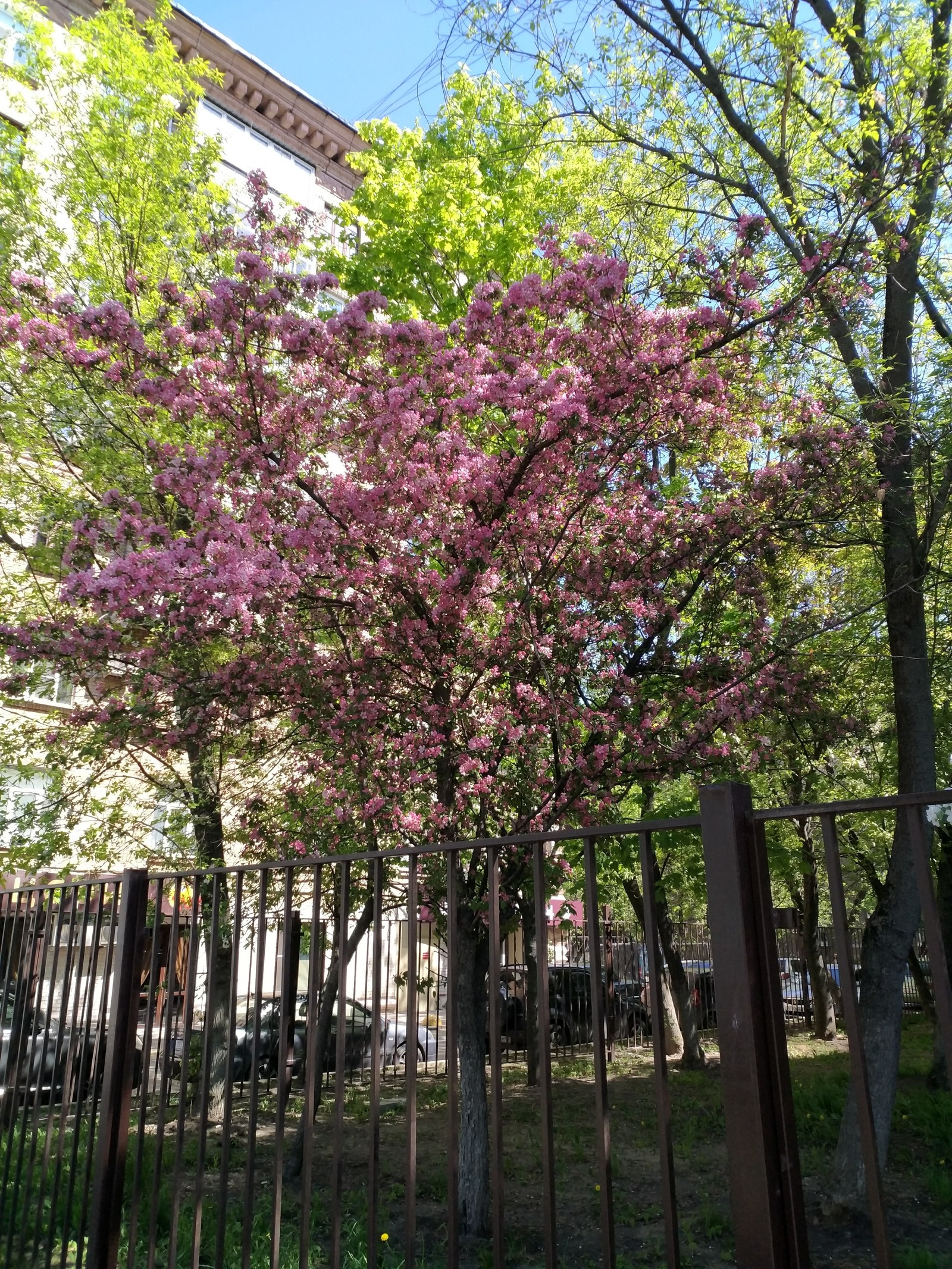 The spring we have lost. - My, Spring, Moscow