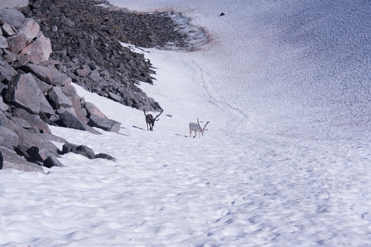 Subpolar Ural. Part 1. - My, Ural, The mountains, Hike, Longpost