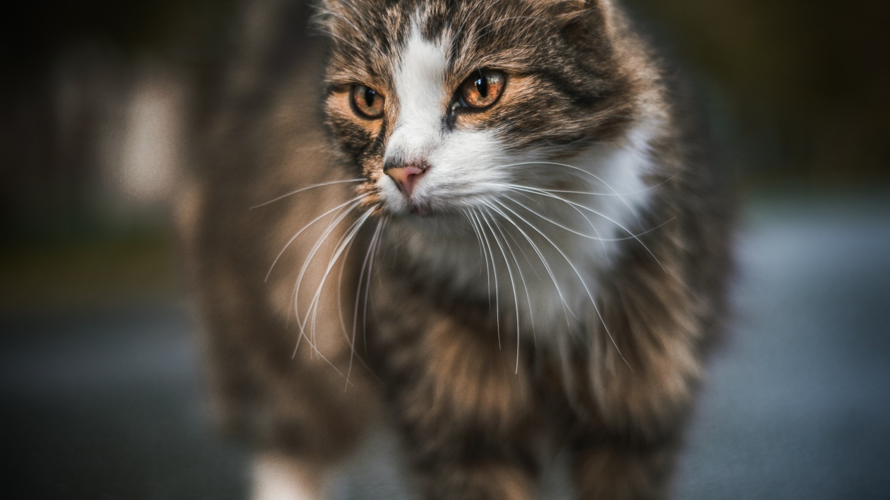 Local - My, Animals, Autumn, cat, Dog