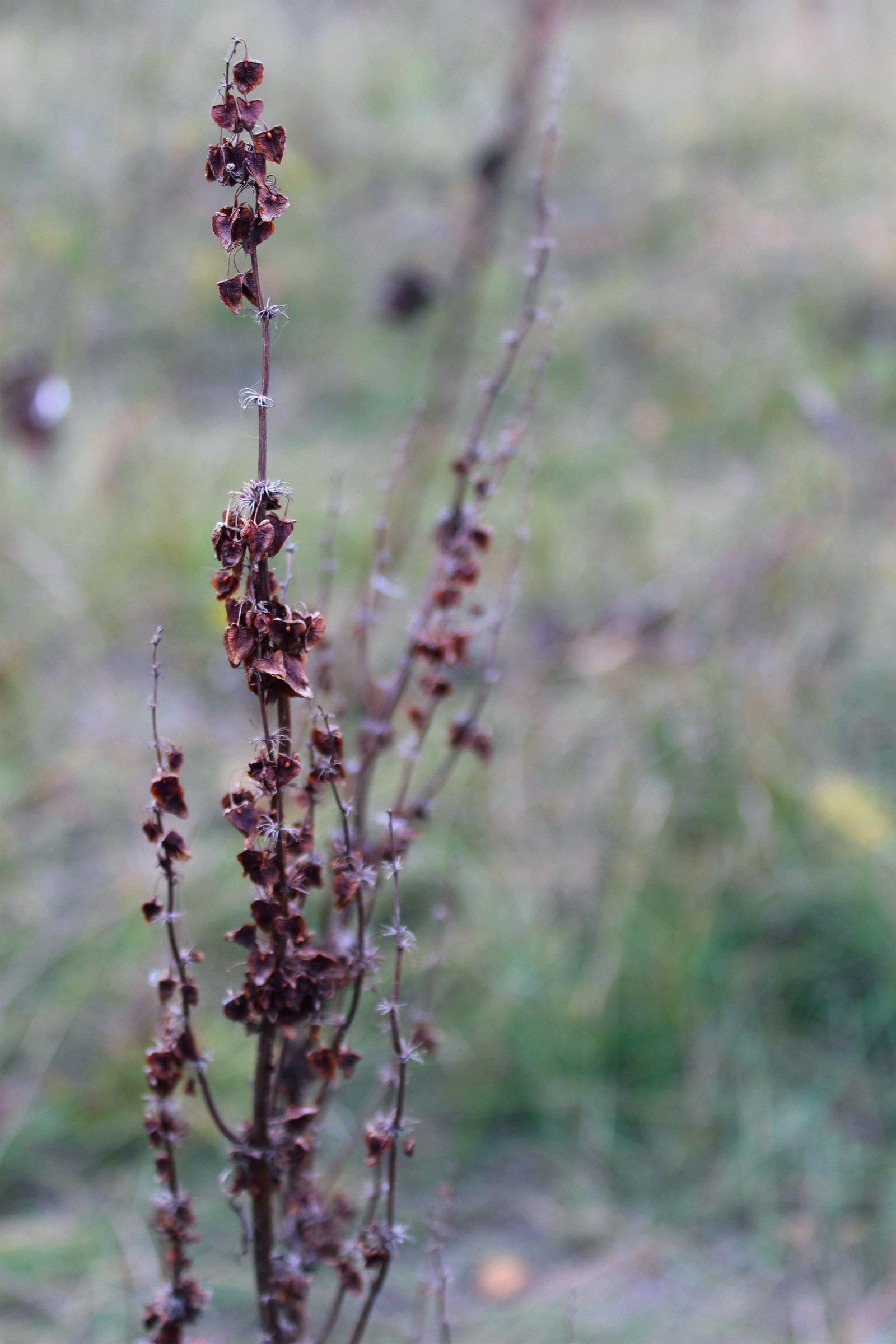 Laconic beauty of autumn nature - My, Autumn, Nature, Canon EOS 100d, Macro photography, Beginning photographer, I want criticism, Longpost, The photo