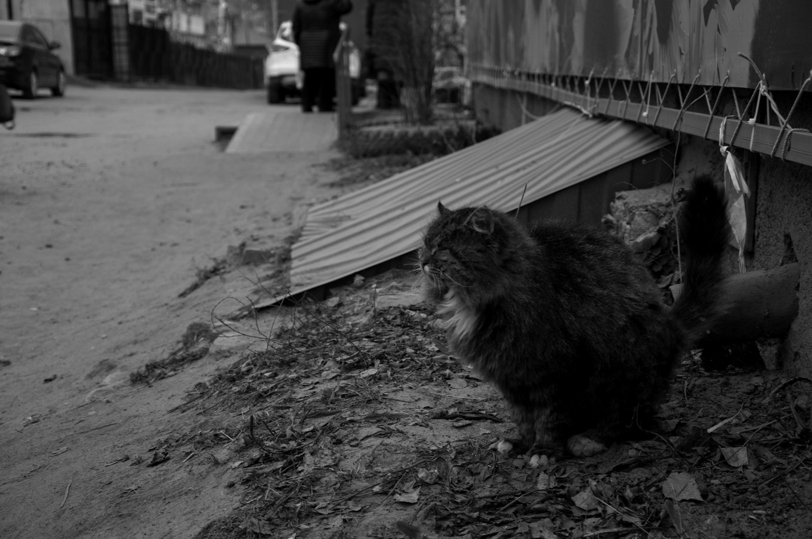 black and white - My, The photo, cat, Black and white, Longpost