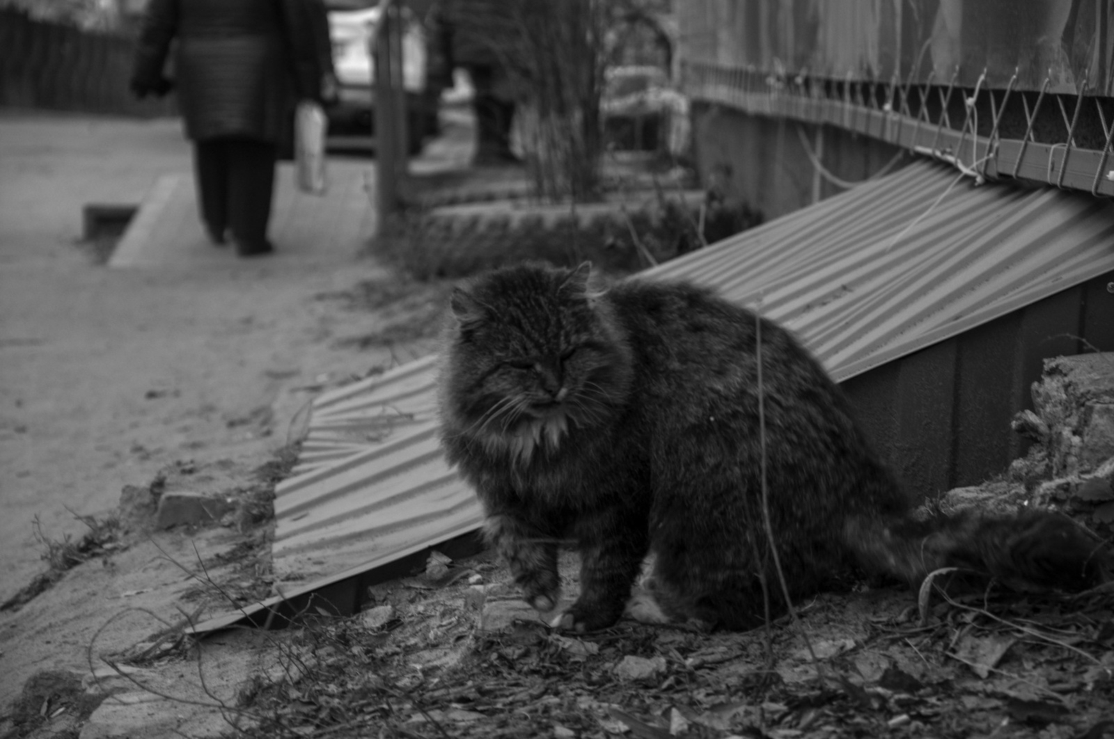 black and white - My, The photo, cat, Black and white, Longpost