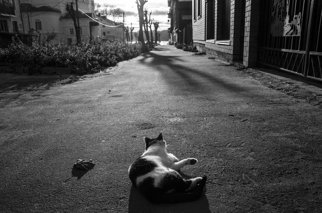 black and white - My, The photo, cat, Black and white, Longpost