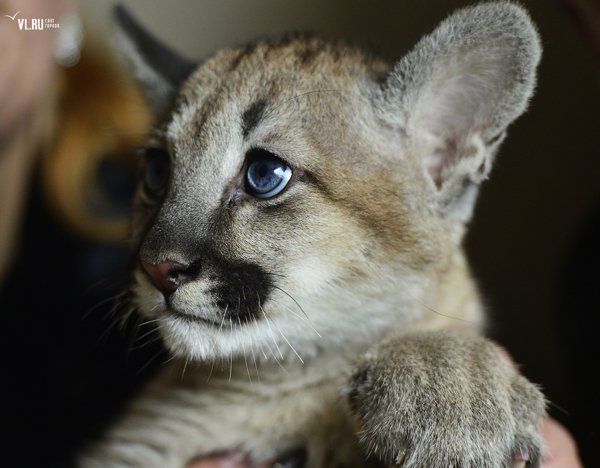 Secrets of our eyes - Animals, Person, Eyes, Oddities, Dolphin, Ferret, cat, Owl, Longpost