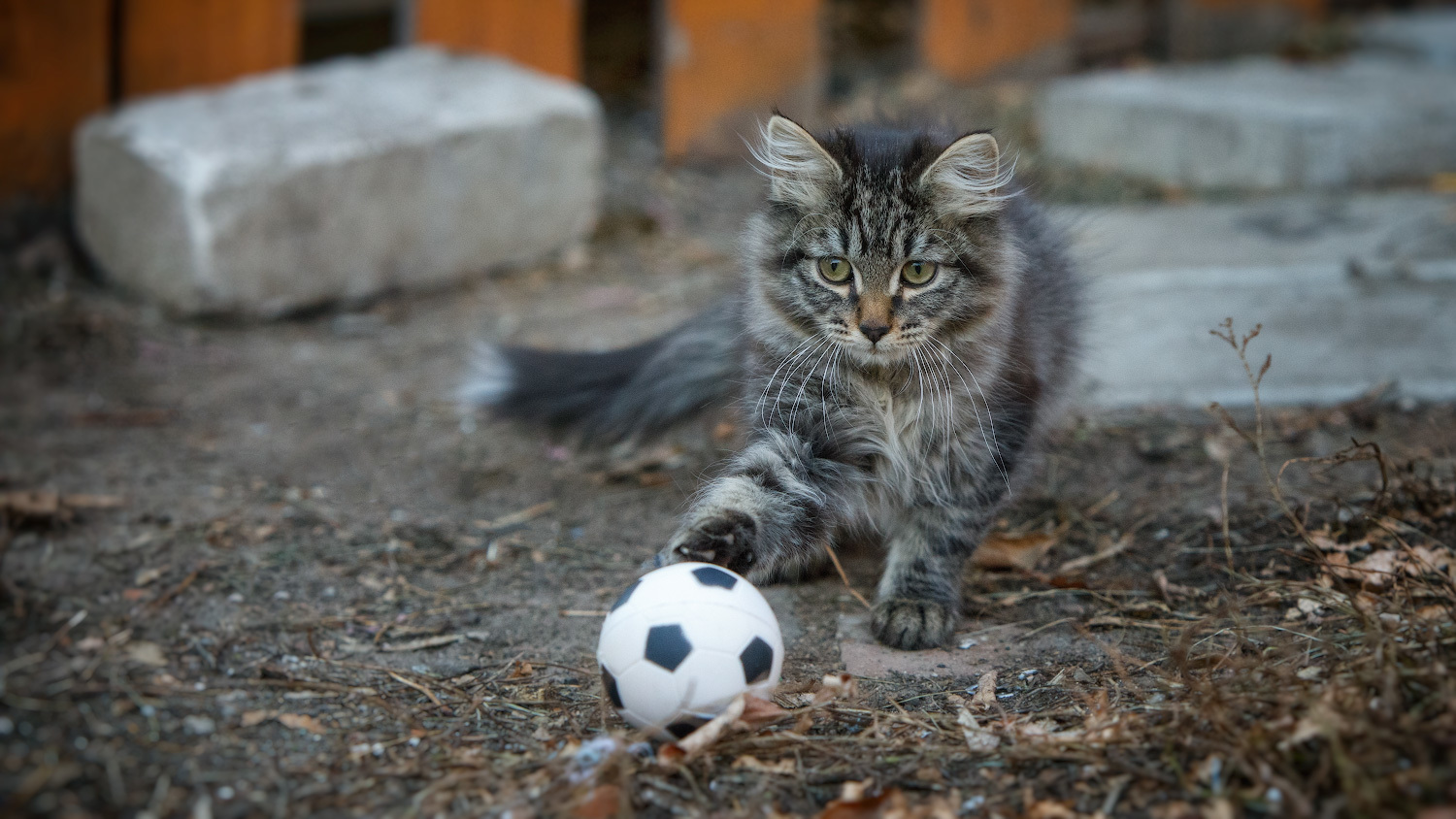 Cats and balls - Catomafia, cat, Ball, The photo, In contact with, Longpost