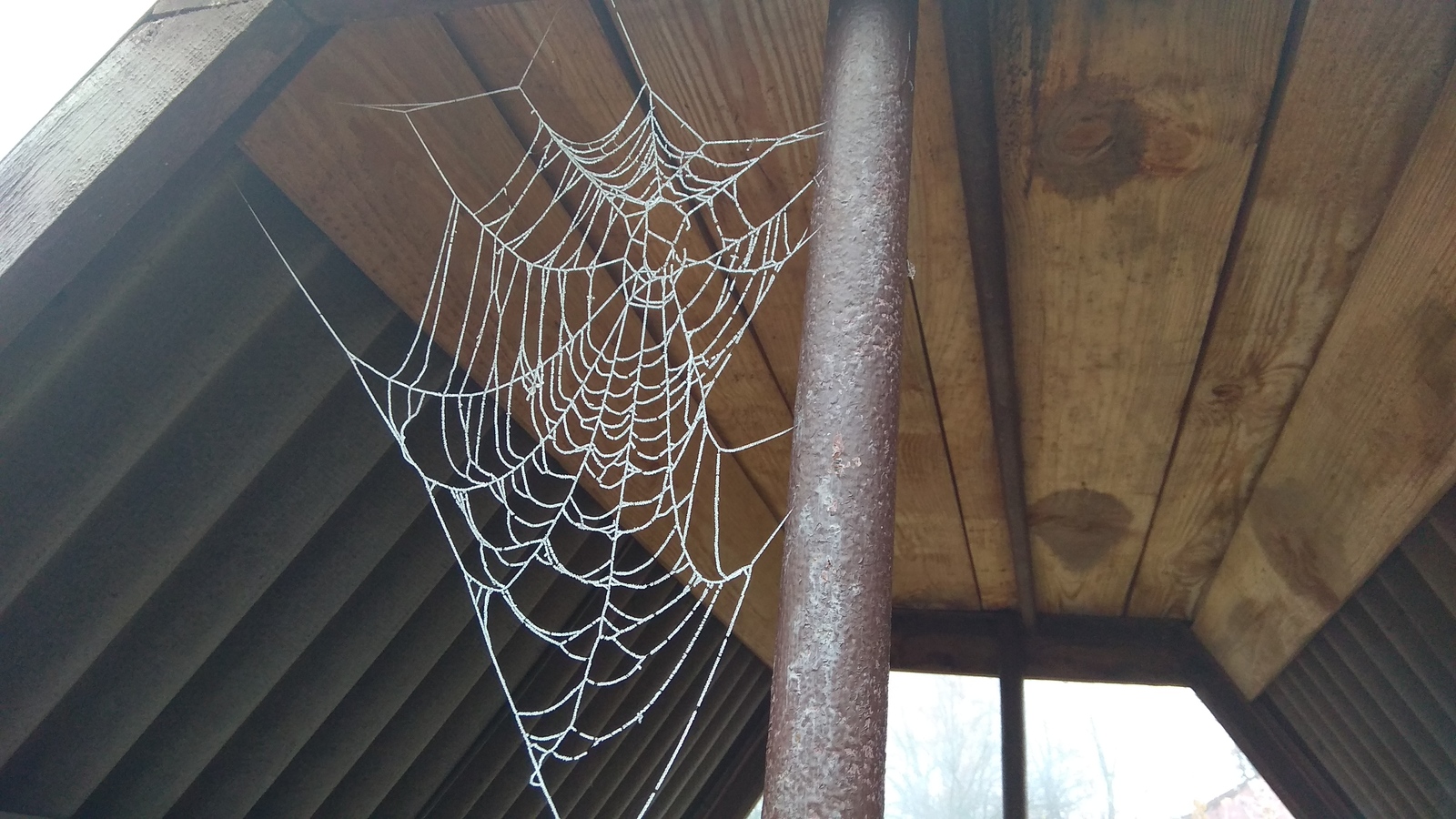 Spider web and frost - My, Patterns, The photo, Nature