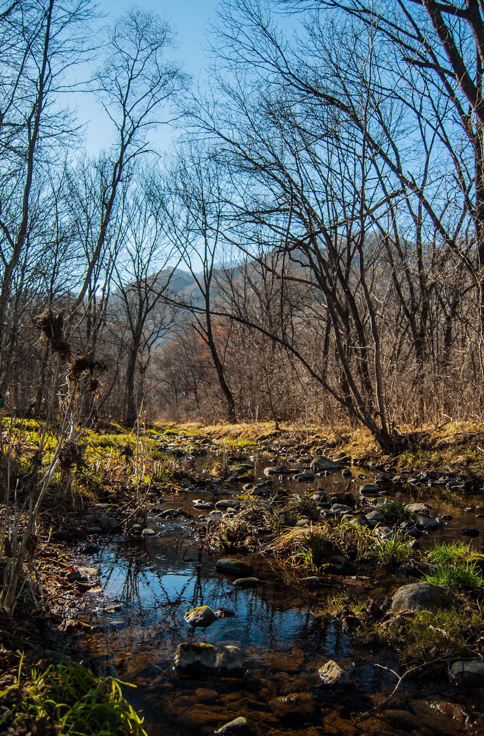 Autumn sketches - My, Autumn, Primorsky Krai, Nature, Forest, Nikon, Nikon D40, The photo, Longpost