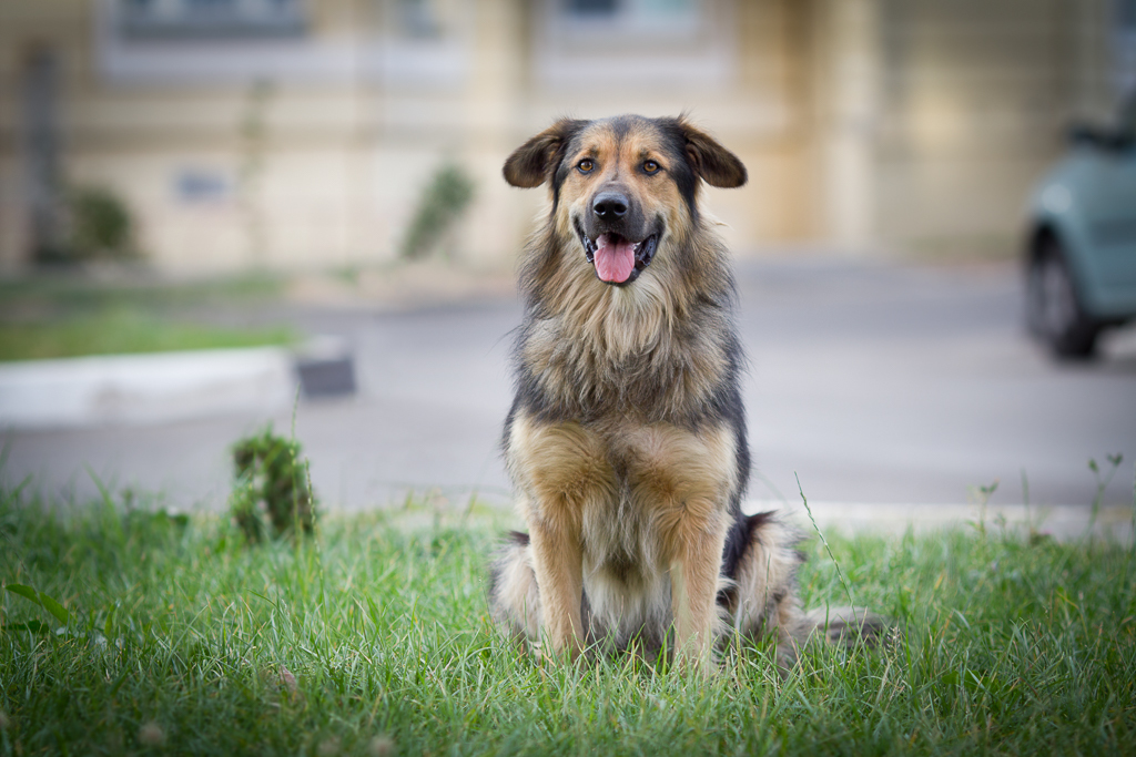 FRIENDS, WE ARE LOOKING FOR A FELLOW - My, Aeroflot, Dog, Longpost