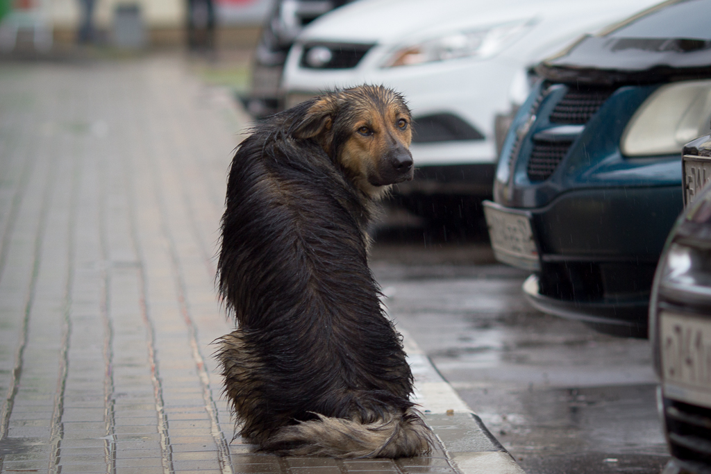 FRIENDS, WE ARE LOOKING FOR A FELLOW - My, Aeroflot, Dog, Longpost