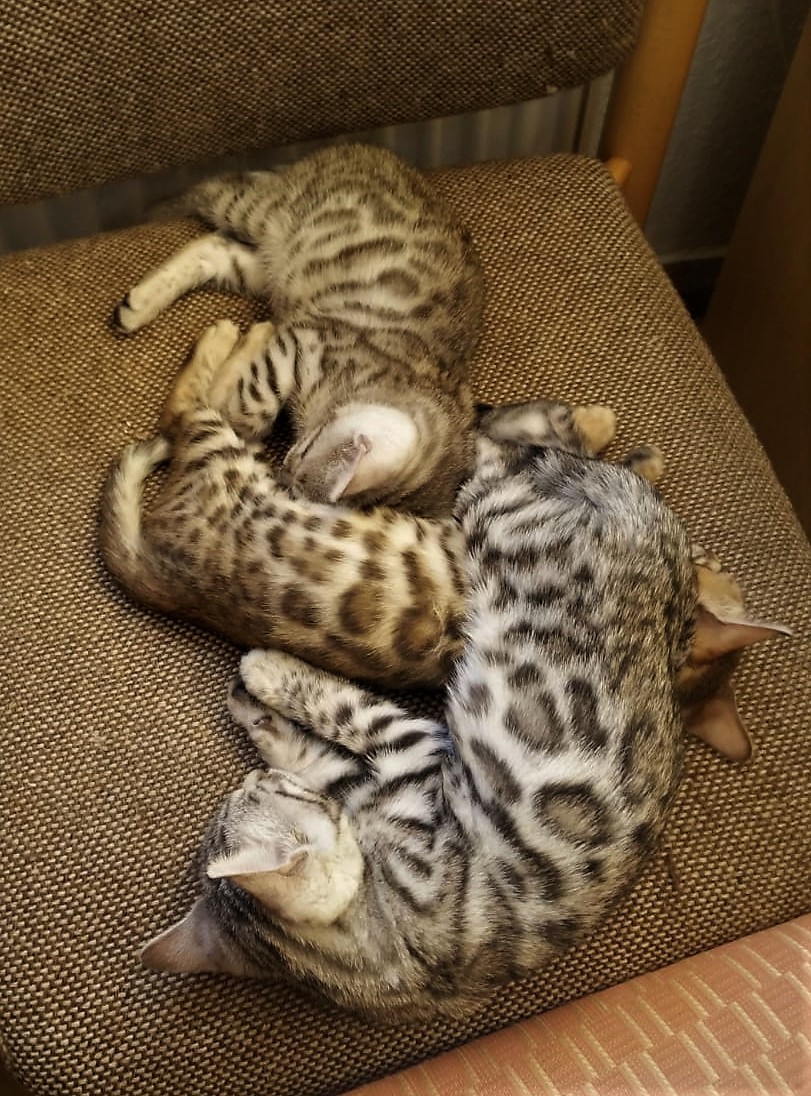 What positions do your pets sleep in? - My, cat, Kittens, Catomafia, Bengal cat, bengal, Pets, Milota