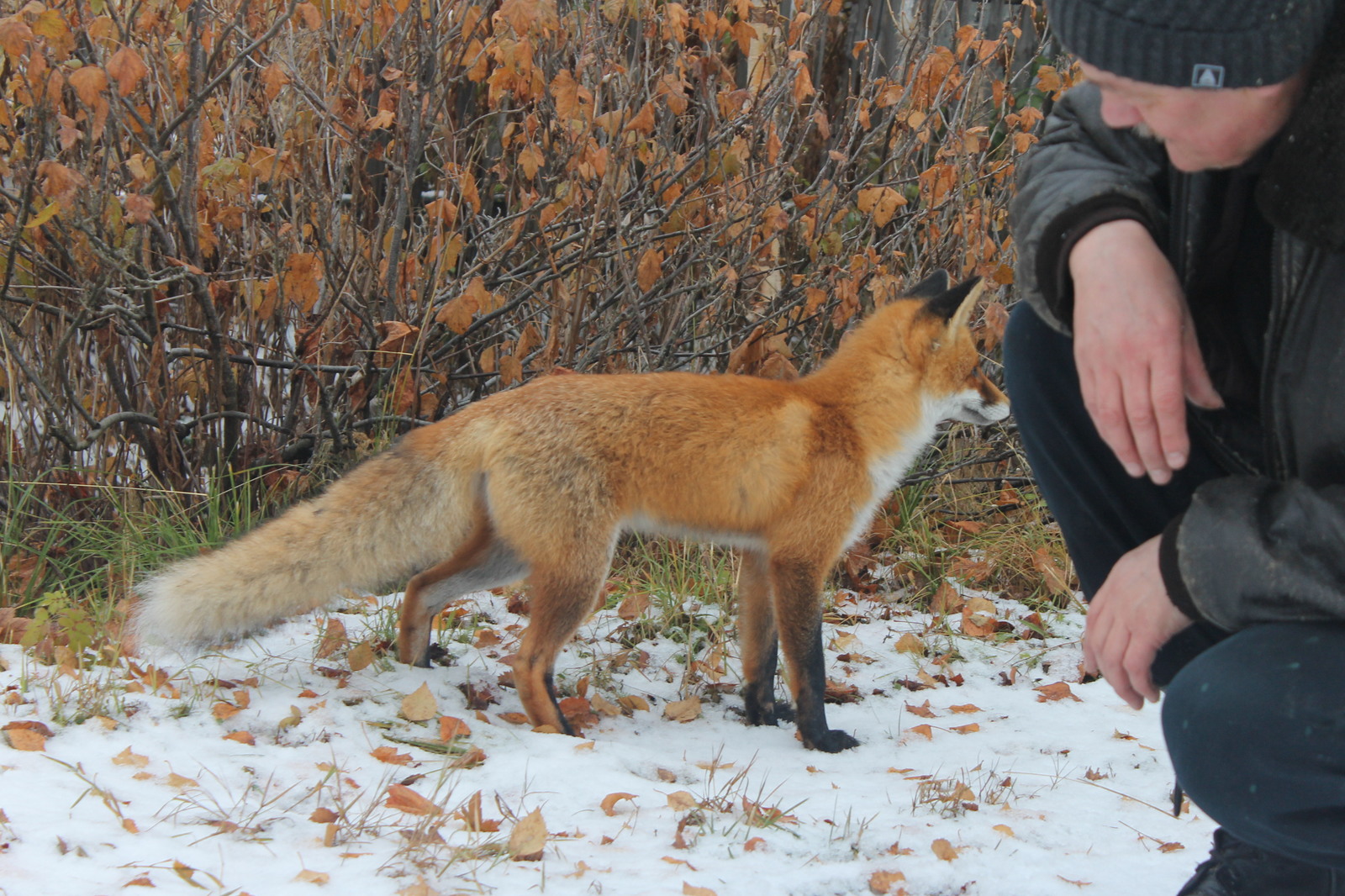 Chanterelles :3 - My, Fox, Dacha, Nature, Longpost