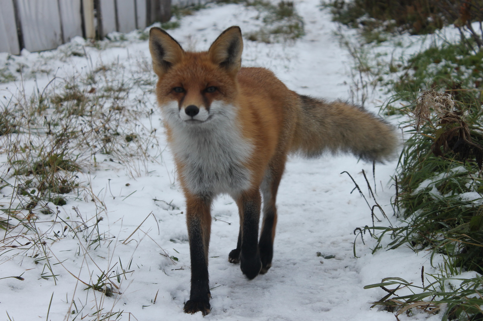 Chanterelles :3 - My, Fox, Dacha, Nature, Longpost