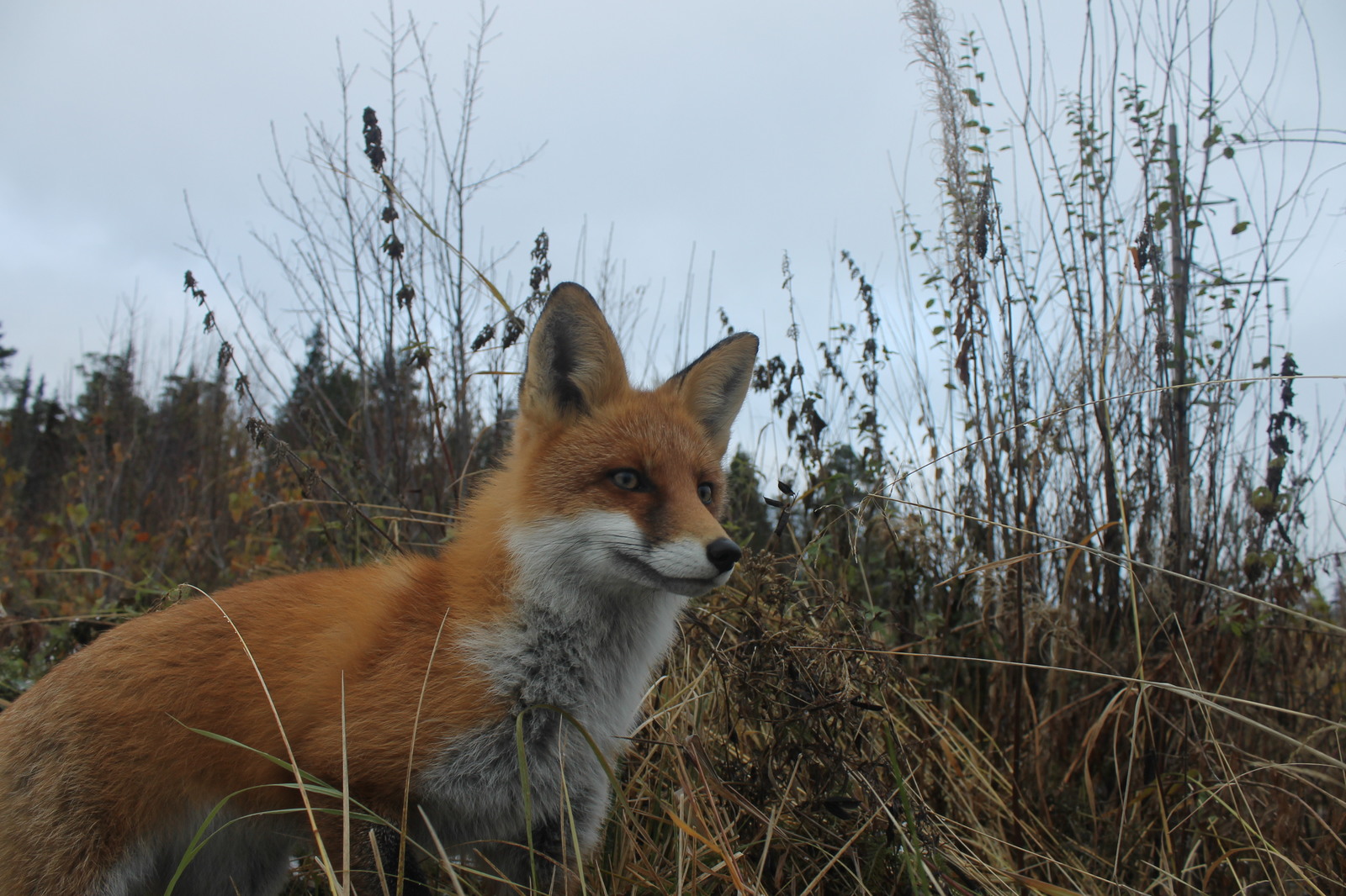 Chanterelles :3 - My, Fox, Dacha, Nature, Longpost