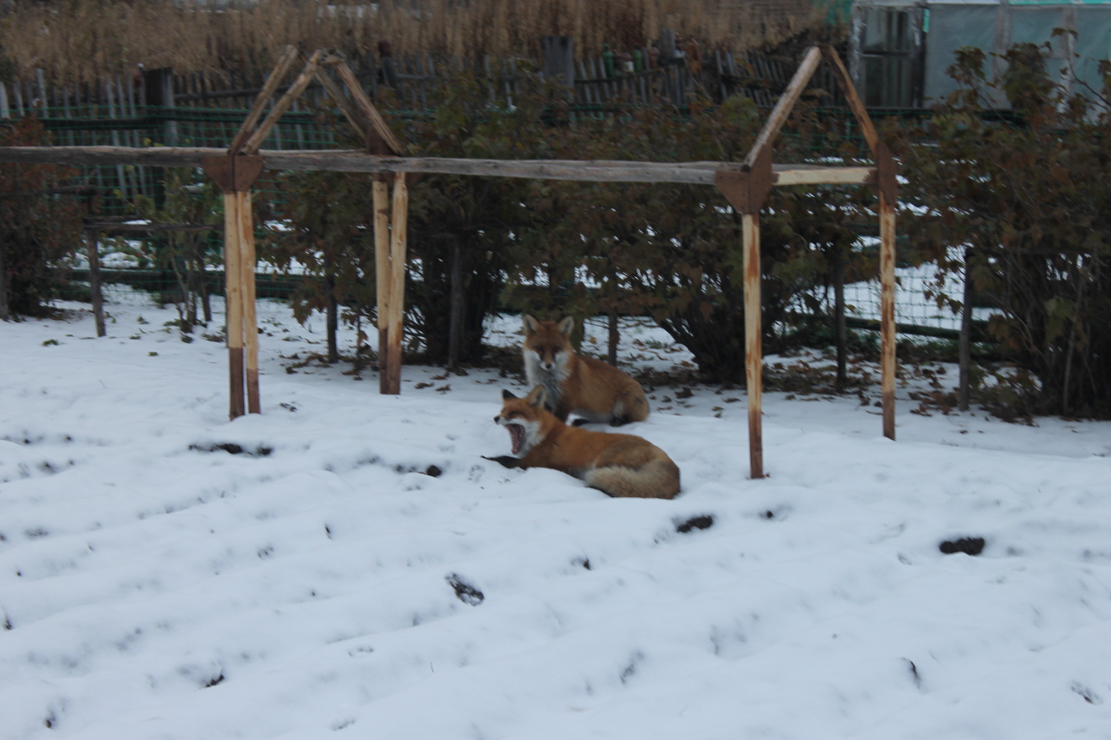 Chanterelles :3 - My, Fox, Dacha, Nature, Longpost