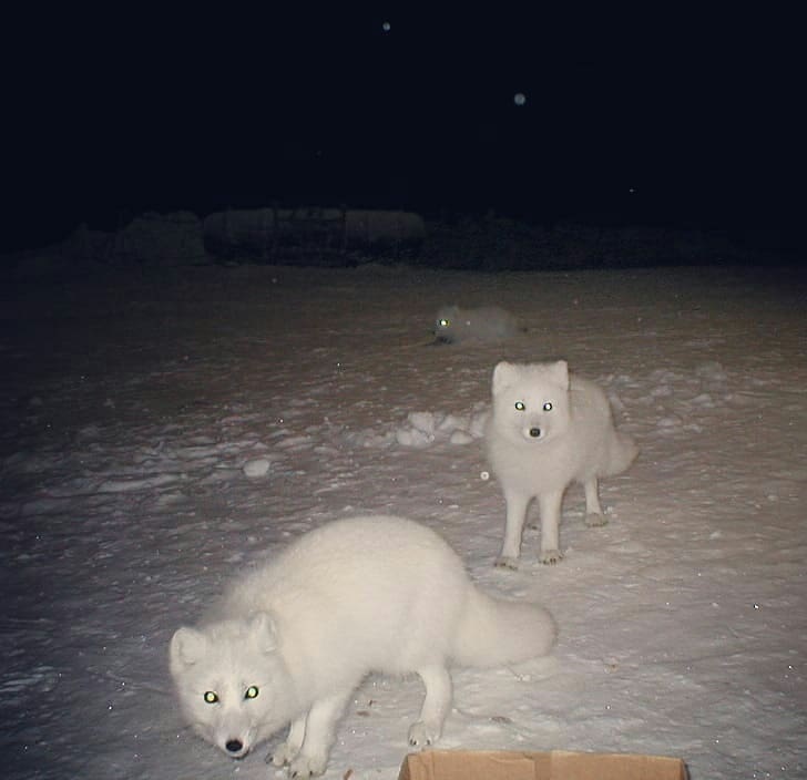 Morning guests at the drilling rig - Guests, Drilling, Arctic fox