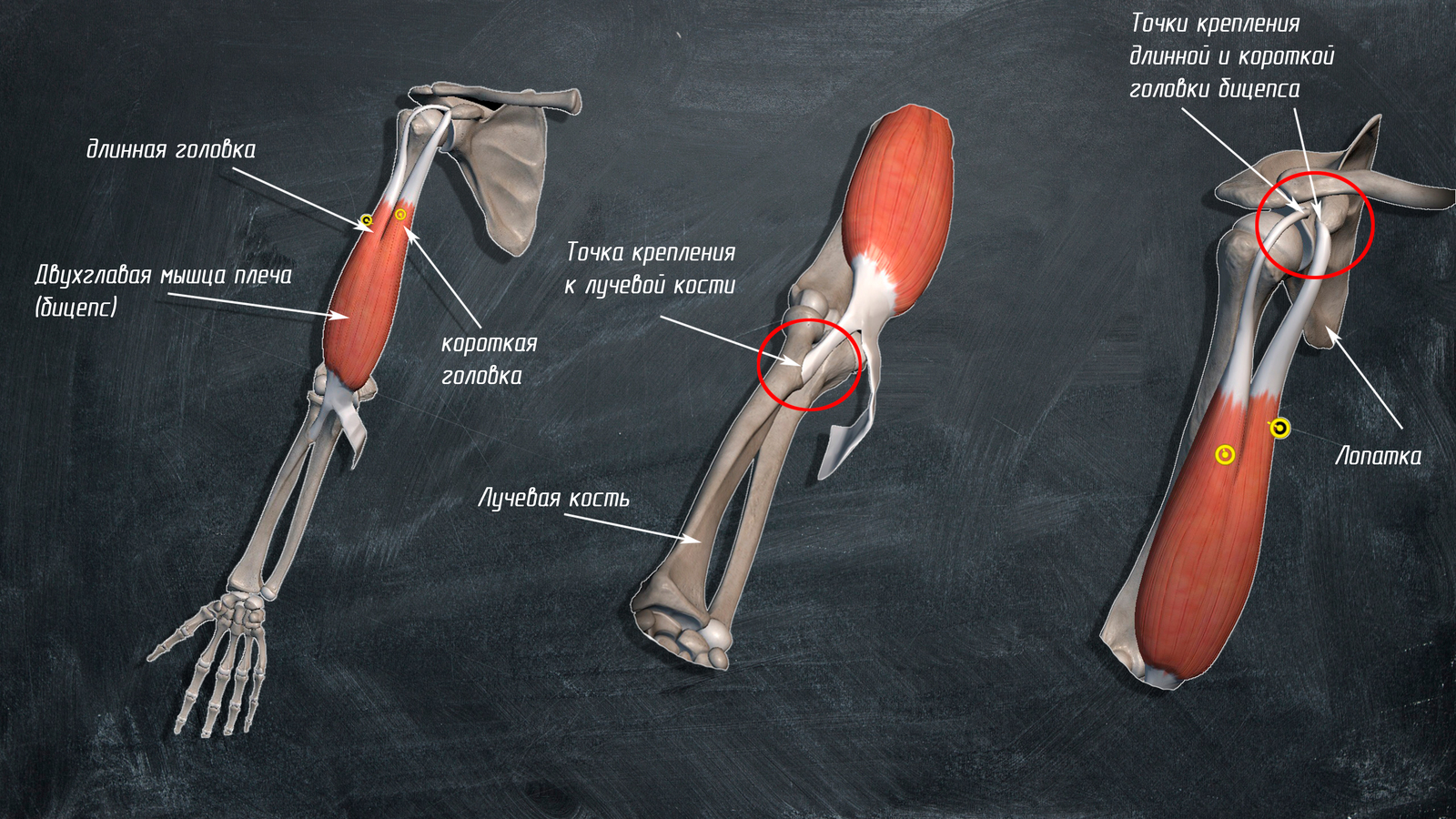Локтевой сустав мышцы и сухожилия. Двуглавая мышца плеча анатомия. Двуглавая мышца плеча анатомия крепление. Анатомия сухожилия двуглавой мышцы. Крепление мышц к плечевой кости.