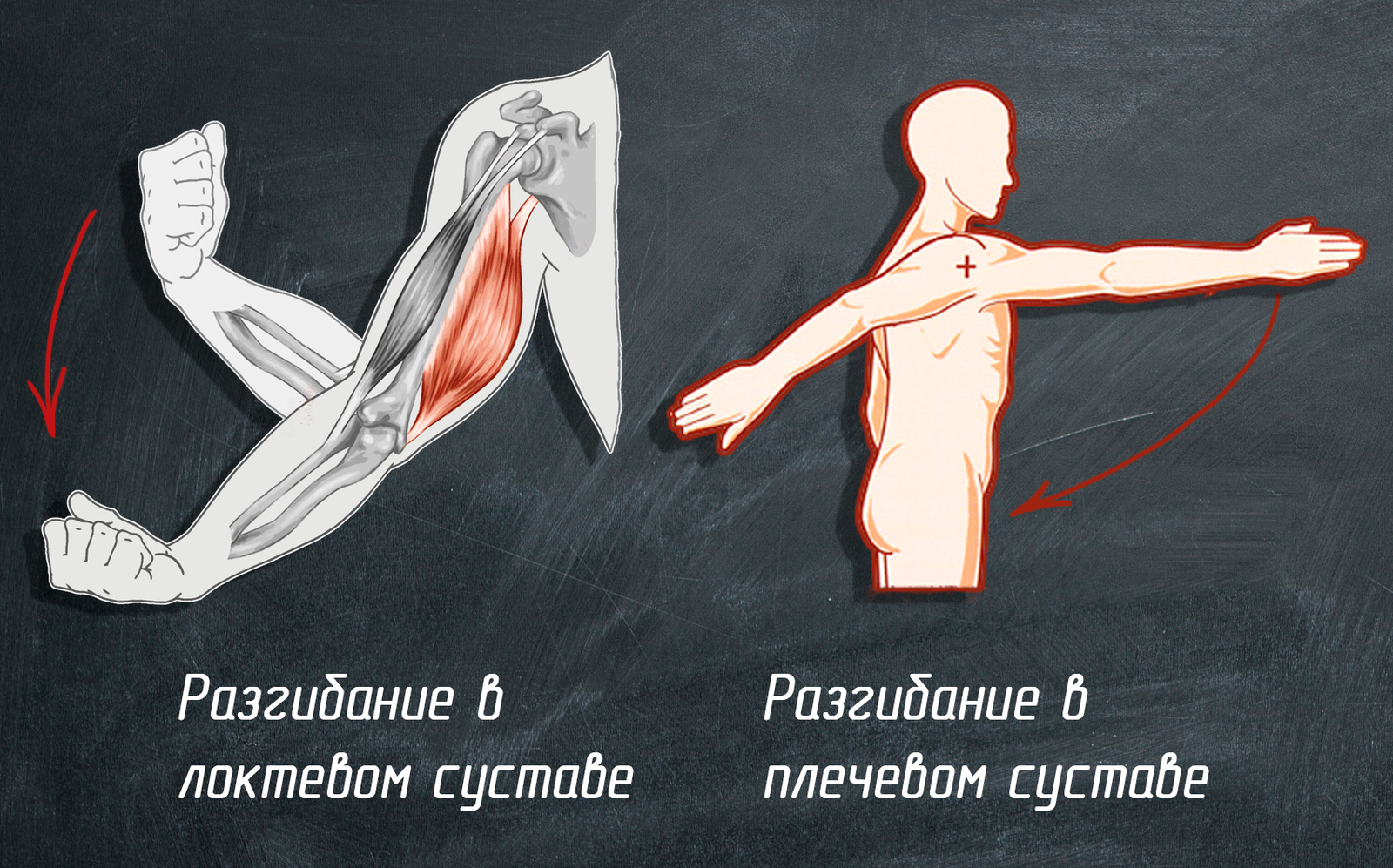 Анатомия мышц. Точки крепления. Силовые упражнения. - Моё, Анатомия, Анатомия упражнений, Тренировка, Точки крепления мышц, Упражнения, Спорт, Мышцы, Длиннопост