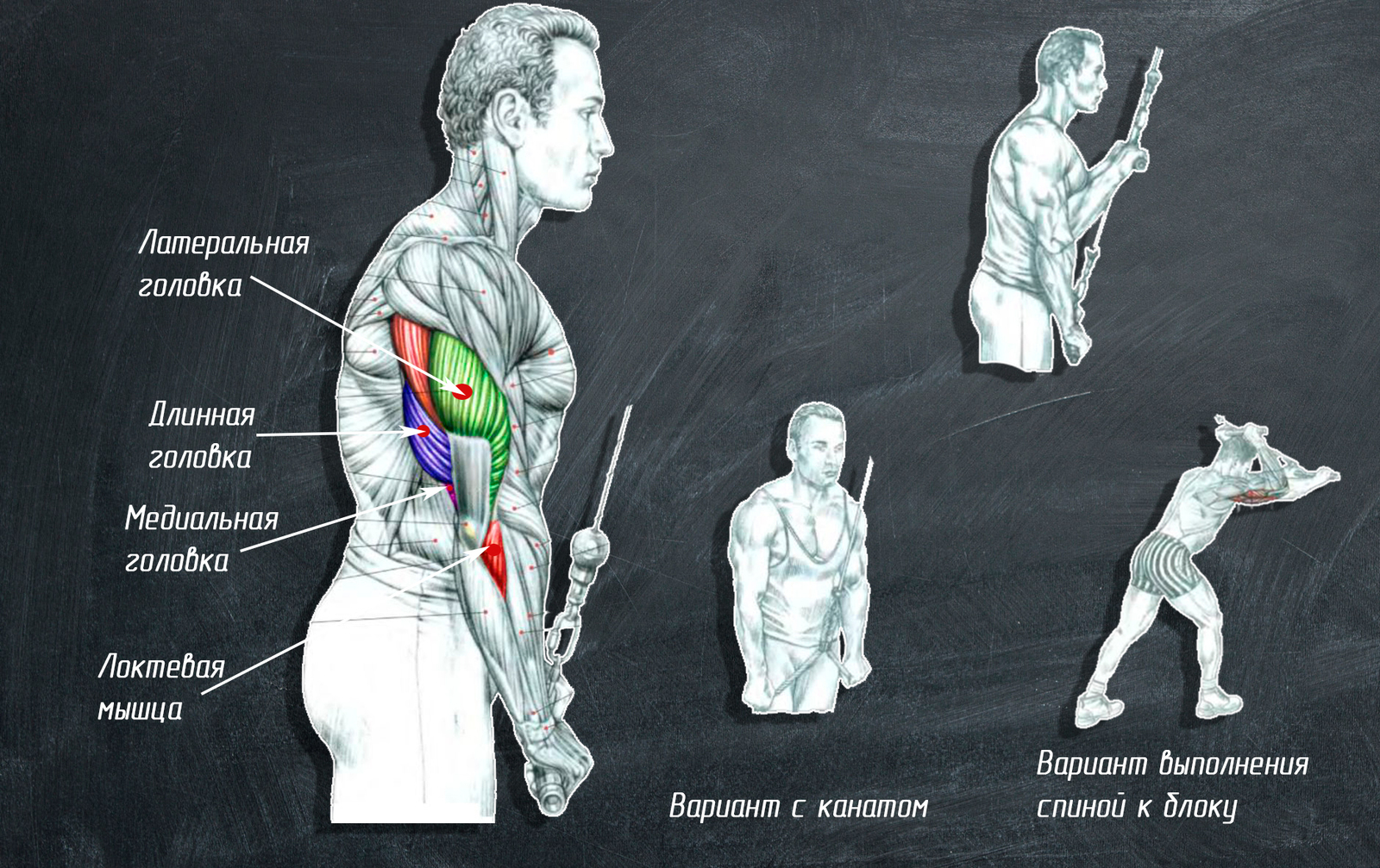 Анатомия базовых упражнении