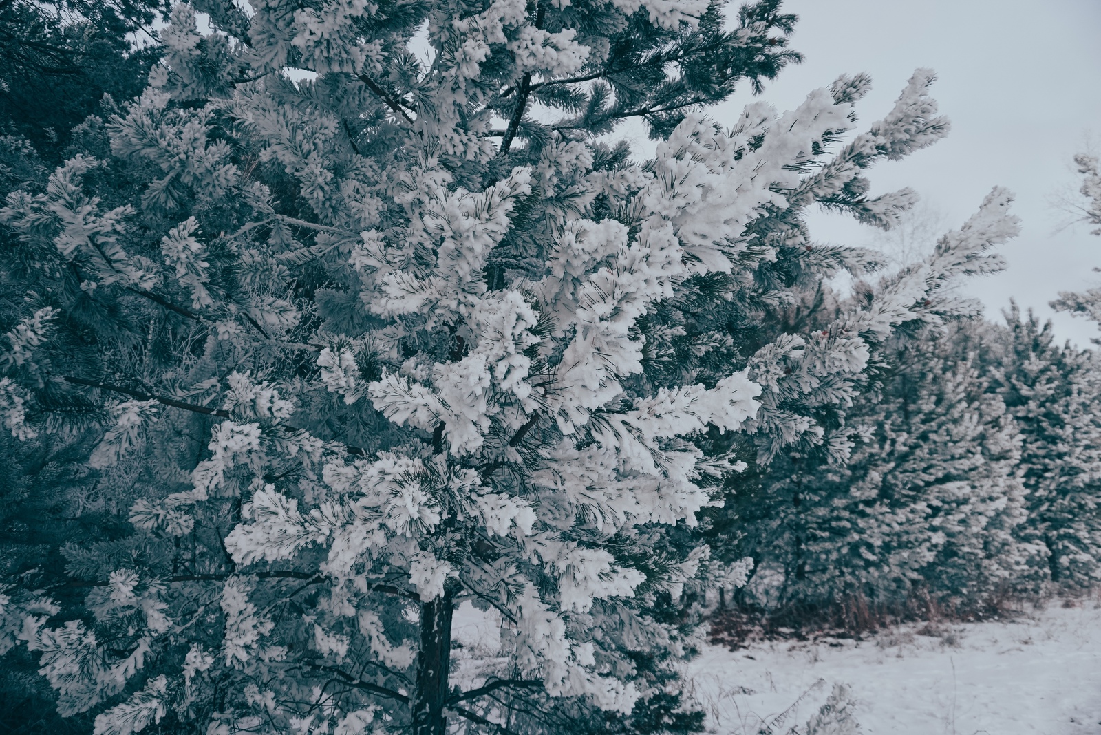 N o v e m b e r M a g i c - My, Krasnoyarsk, Siberia, Snow, November, Yenisei, Nature, Longpost