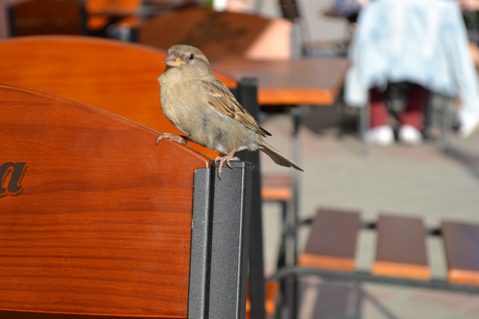 feathered beggar - My, The photo, Livestock, Animals