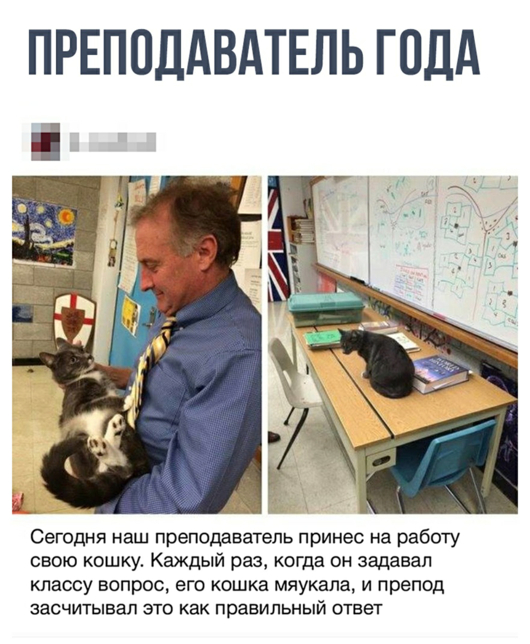 cat education - cat, Education, Teacher of the Year, Modernity, Irony