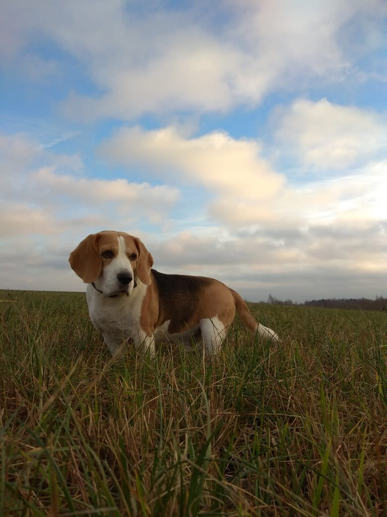 Autumn and Beagle. - My, Staraya Ladoga, Beagle, Dog, The photo