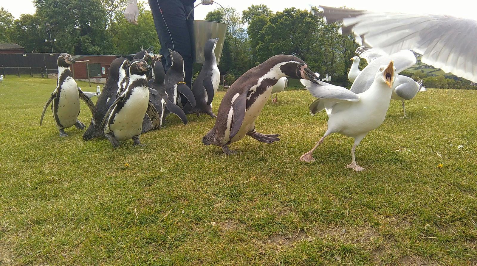 Help, hooligans are losing their wings! - Seagulls, Penguins, The photo, Animals