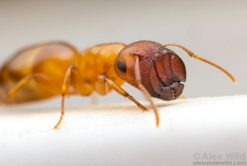 Ants plugs - Ants, Insects, Interesting, Longpost, , Informative