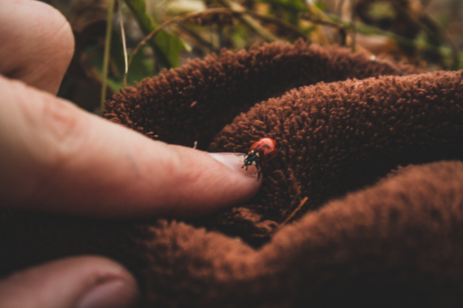 Ladybug Adventure - My, Beginning photographer, I want criticism, ladybug, Canon, Longpost